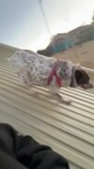 Dog Jumps Straight Onto Sliding Swing Instead of Sliding Down