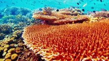 NATURAL WONDERS