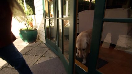 New legislation makes it easier for Tasmanian tenants to keep their furry friends