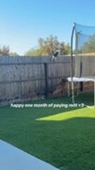 Cat Walks on Fence While Dog Jumps Below Trying to Follow