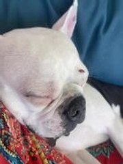 Ladybug Playfully Annoys Terrier While He's Trying to Sleep