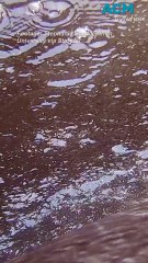 Australian researchers capture first vision of humpback whale mother nursing calf