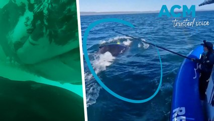 Australian researchers capture first vision of humpback whale mother nursing calf