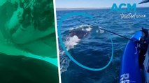Australian researchers capture first vision of humpback whale mother nursing calf