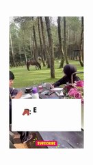 Who Invited a Horse to the Tea Party_ 🐴🤣#cutehorse #wholesome #horsefriend #animalshorts #viralvideo