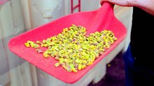 How California produces 99% of America's pistachios in a drought