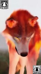 🍏💙⚠️✅🏴 11.13 - 11.19 🔥 The Alpha King's True Luna dailymotion 🌐x9tr8hy