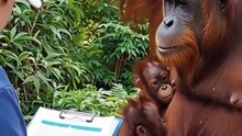 you won't believe what the orangutan stowed from the man 😂😱🤣