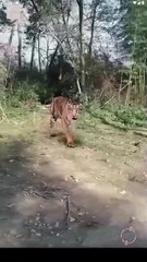 Tripped Into Time, Forged A Legend - Rise Of The Ragged Hero - Full Movie