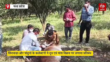 पालतू पशुओं में फैल रहा जानलेवा रोग, छिंदवाड़ा और पांढुर्ना में दूध और मांस की बिक्री बैन