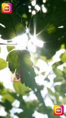 Mi Vecino El Capitan Completa