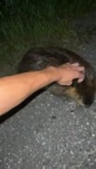 Person Crouches Down on Road to Sweetly Pet Friendly Beaver