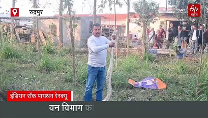 रुद्रपुर में घर के आंगन में दिखा विशालकाय इंडियन रॉक पायथन, लोगों में मचा हड़कंप