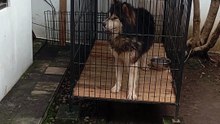 KOLEKSI HEWAN PENJAGA RUMAH