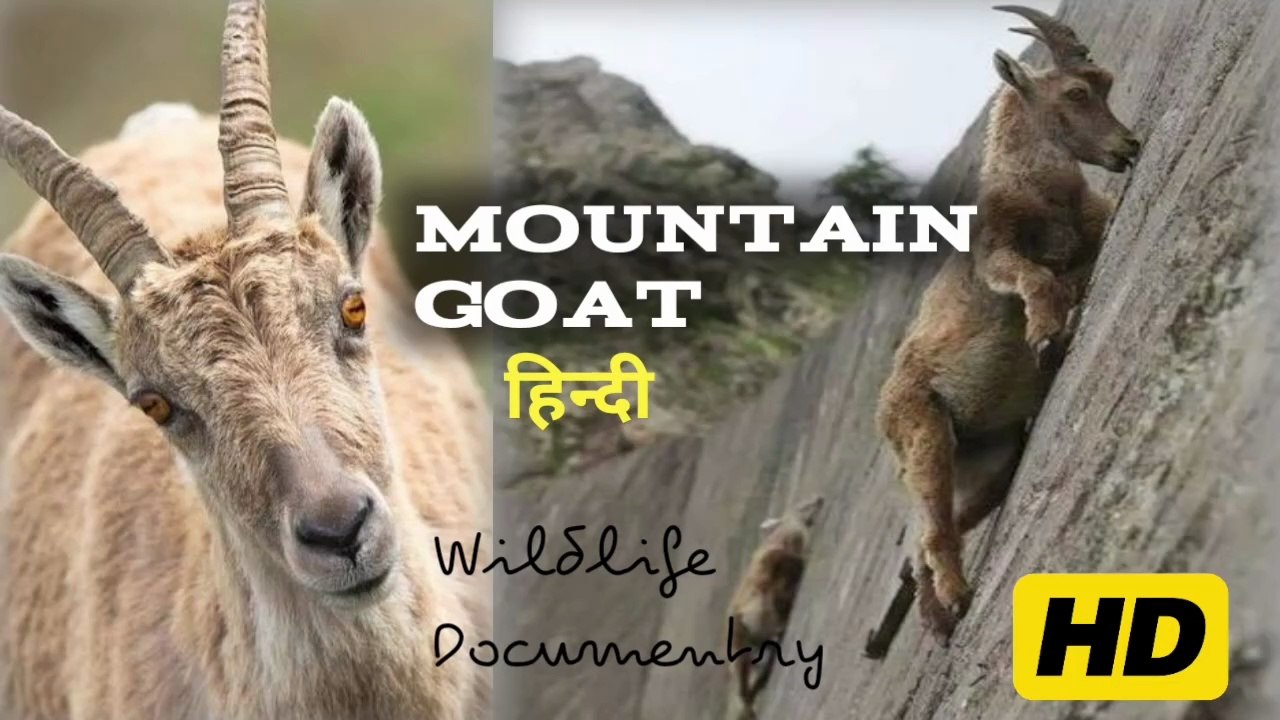mountain goat documentary | पहाड़ी बकरी! हिन्दी wildlife
