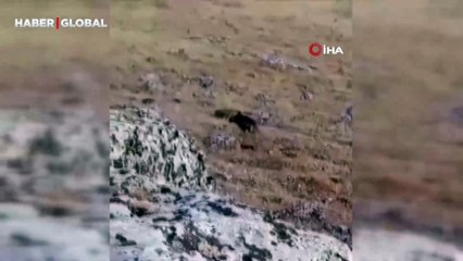 Şanlıurfa'da şaşırtan anlar: İlk kez görüntülendi!