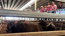 Vendors 'elated' as prices soar to three-year high, reaching 700c/kg at Carcoar