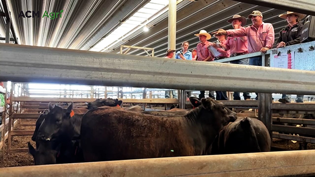 Vendors 'elated' as prices soar to three-year high, reaching 700c/kg at Carcoar