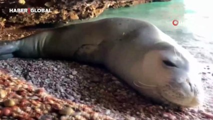 Datça'da karaya çıkan Akdeniz foku, bitkin düştü