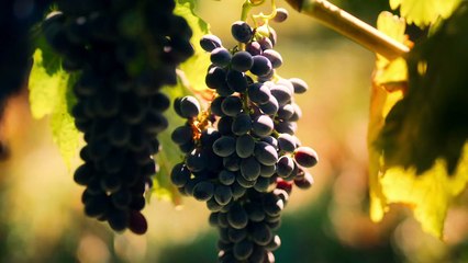 Knife Edge Chasing Michelin Stars S01E07 JFF