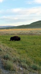 🐂 **Bison Migration Majesty** 🌾