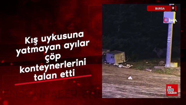 Uludağ'da kış uykusuna yatmayan ayılar çöp konteynerlerini talan etti
