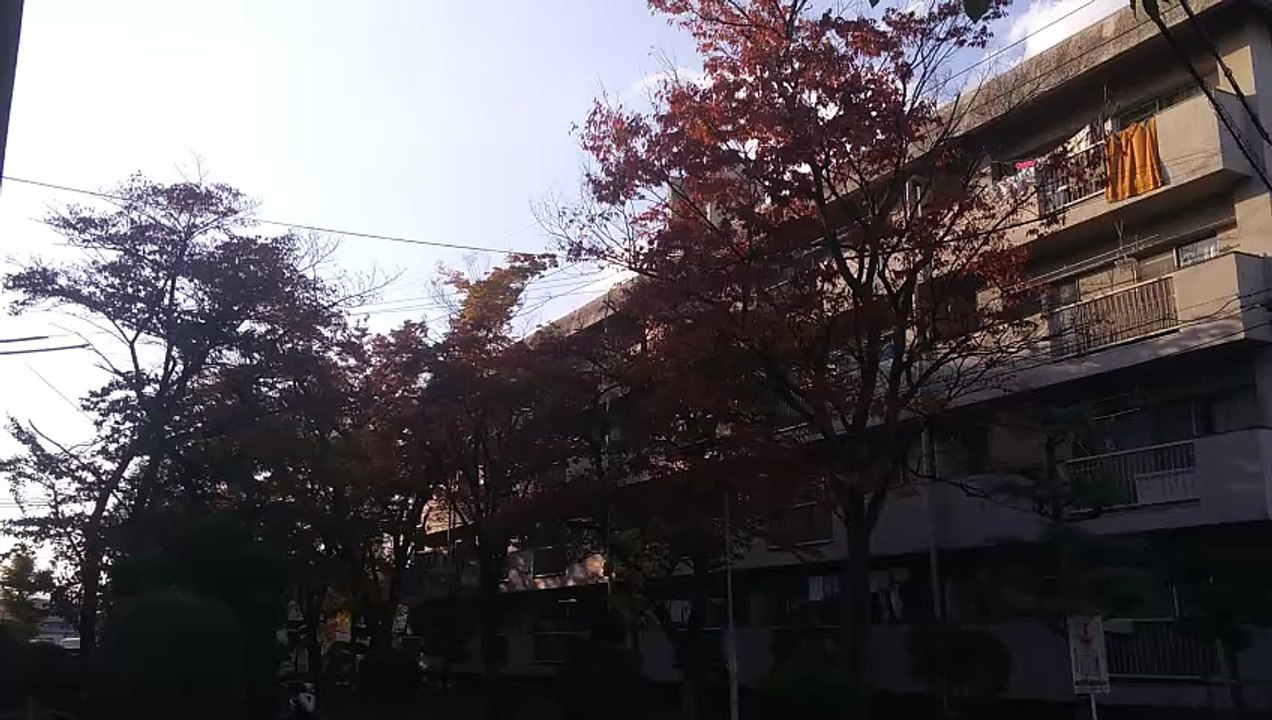 ケヤキの紅葉2025