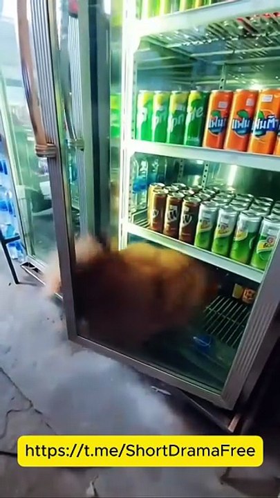 Forbidden Touch My Vampire CEO EngSub mydrama