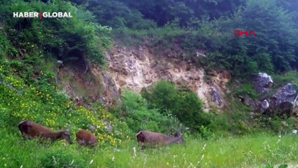 Bursa'da görüntülenen dişi kızılgeyikler heyecan yarattı