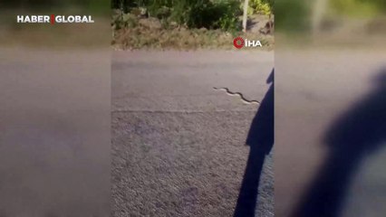 Beypazarı’nda yılan karşıdan karşıya geçene kadar nöbet tuttular