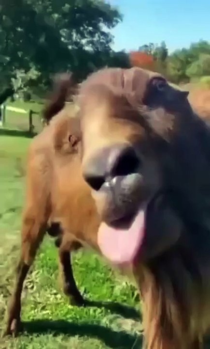 Most Funny Video