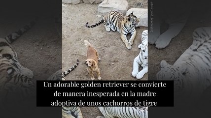 Un adorable golden retriever se convierte de manera inesperada en la madre adoptiva de unos cachorros de tigre