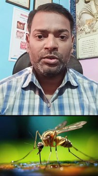 डेंगू का मच्छर कब काटता है ।