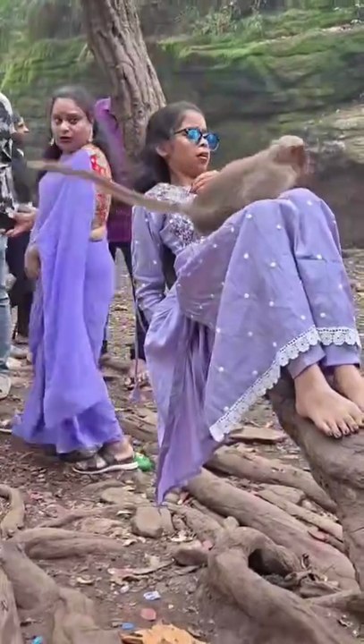 Tourist's Funniest Moment: Monkey Jumps on Girl's Lap in Kodaikanal Tamil Nadu