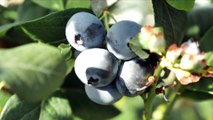 Regulator raises alarm over insecticide use of blueberries