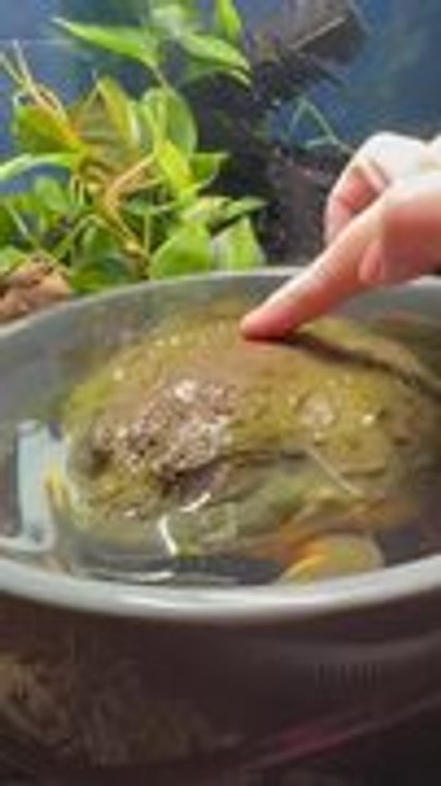 Pixie Frog Wakes Up and Attacks Camera