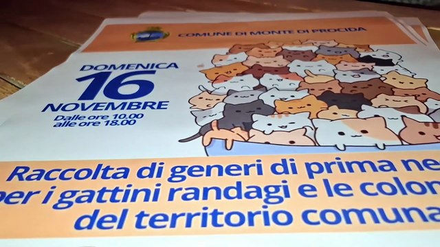 Monte di Procida (NA) - DOMENICA I MERCATINI A ACQUAMORTA. E LA RACCOLTA PER I GATTI RANDAGI. DANIELA E LUCY. (13.11.25)