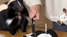 The unexpected skunk reaction