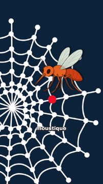 A quoi sert le moustique ? #moustique #insecte #animaux #nature #humour