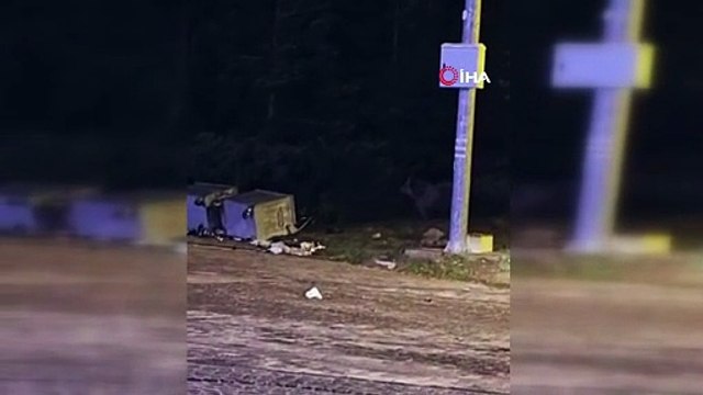 Yer: Bursa Uludağ... Ayılar kış uykusuna yatamayınca..