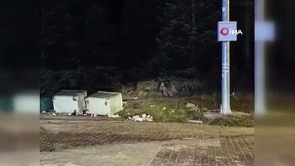 Görüntüler Bursa Uludağ\'dan... Anne ayı ve yavruları...