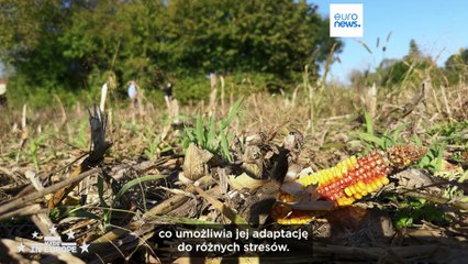 Rosnąca odporność: jak francuska biotechnologia pomaga rolnikom na całym świecie oszczędzać wodę