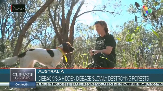 AUSTRALIA l Dieback is a disease destroying forests
