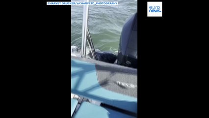 Watch: Seal jumps onto photographer’s boat to escape orcas