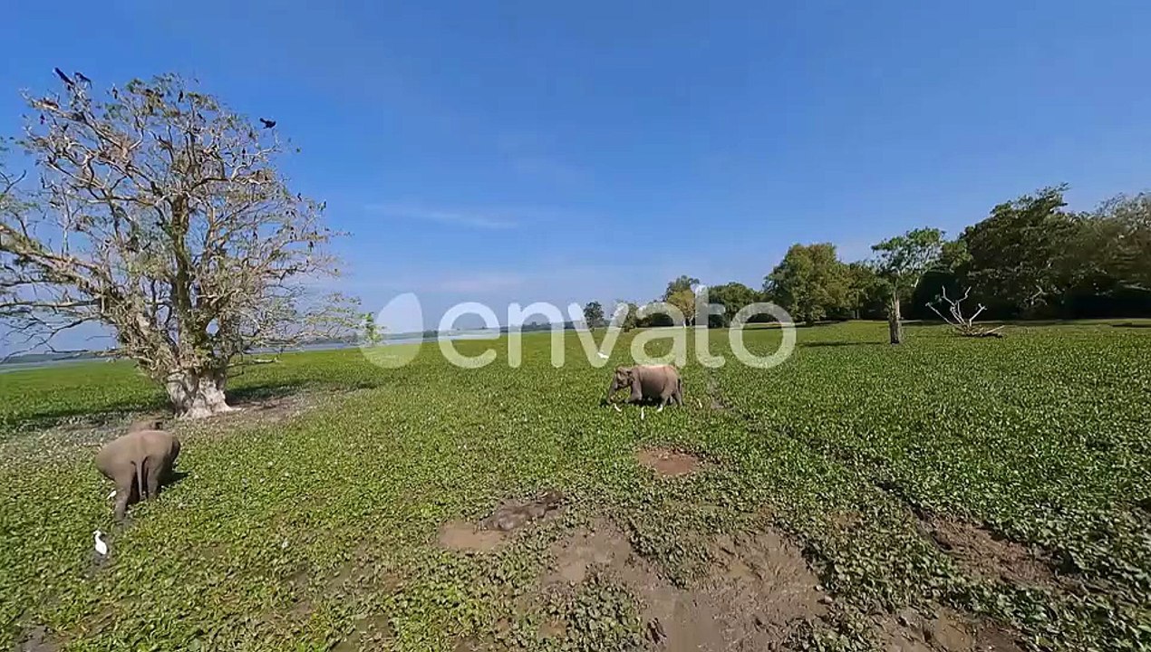 a Family of Elephants in the Middle of a Field in Sri Lanka