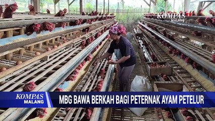 MBG Bawa Berkah Bagi Peternak Ayam Petelur