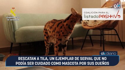 Rescatan a Tila, un ejemplar de serval que no podía ser cuidado como mascota por sus dueños