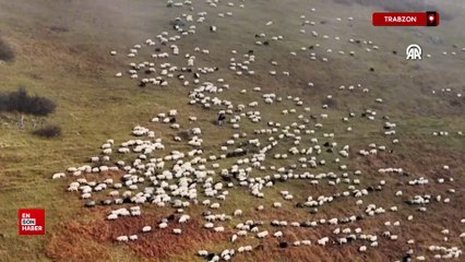Trabzon'da Zirvedeki Saveriksa Yaylası'nda besicilerin mesaisi sürüyor