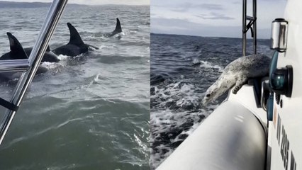 Una foca evita ser devorada por unas orcas saltando a un barco
