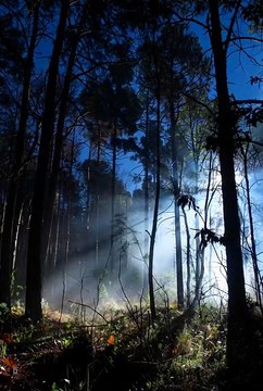 Night Nature Ambience 🌙 | Cinematic Moonlit Forest in 4K #4knature #nature #4kshorts #4k #status